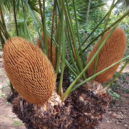 ഈന്ത് പൊടി raghavaayurvedapharmacy
