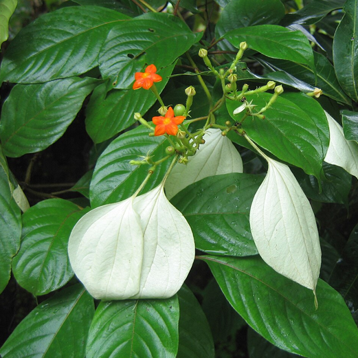 വെള്ളിലം താളി raghavaayurvedapharmacy